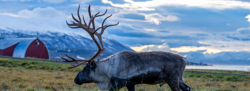 Tromsø : aventure dans les fjords avec déjeuner et photos