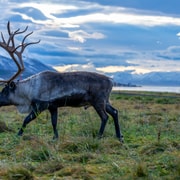 Tromsø: fjordkaland ebéddel és fotókkal