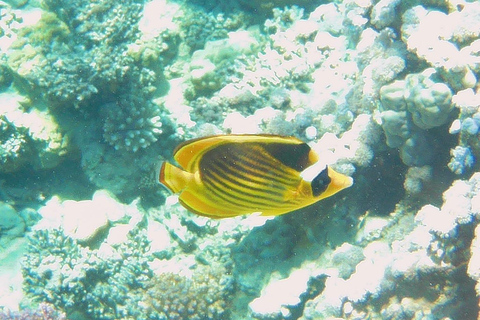 Ras Mohammed Yolanda, Sharks Observatory- Red Sea Treasures