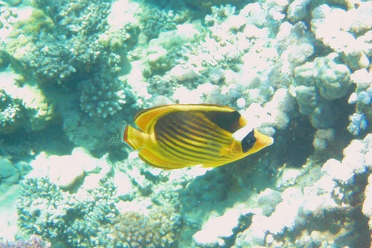 Ras Mohammed Yolanda, Sharks Observatory- Red Sea Treasures