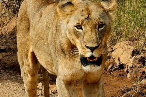 Parque Nacional de Nairobi Privado: Excursão de meio dia com safáriParque Nacional de Nairobi: Tour particular em van com teto aberto