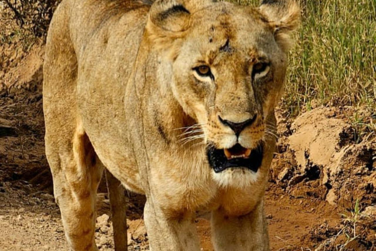 Parque Nacional de Nairobi Privado: Excursão de meio dia com safáriParque Nacional de Nairobi: Tour particular em van com teto aberto