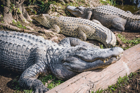 Miami: Excursión en hidrodeslizador por el Parque Safari de los Everglades