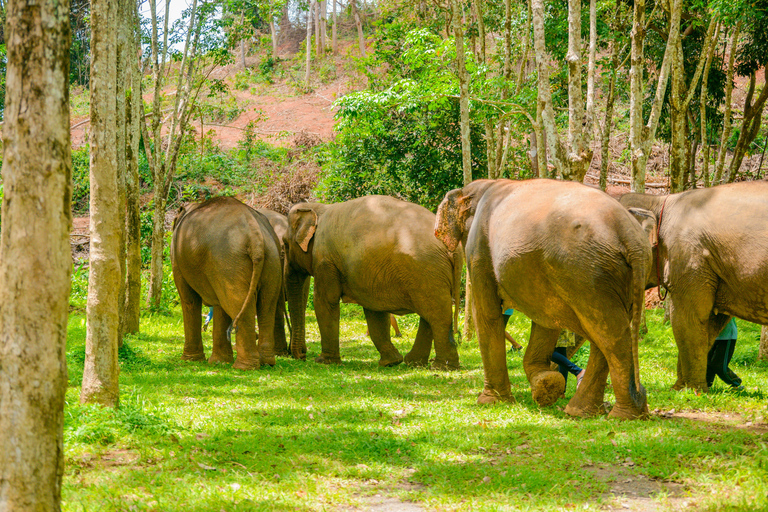 Phuket: Half‑Day Elephant Care Experience Including Lunch