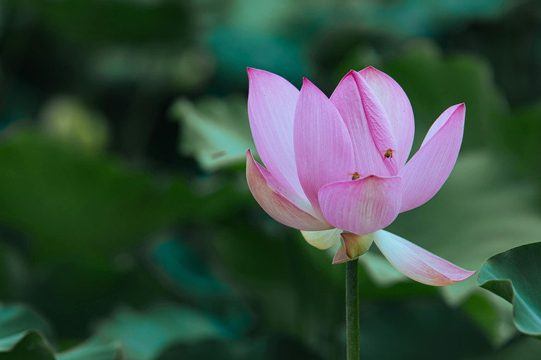 From Paris: Giverny Monet&#039;s Gardens Half-Day Excursion