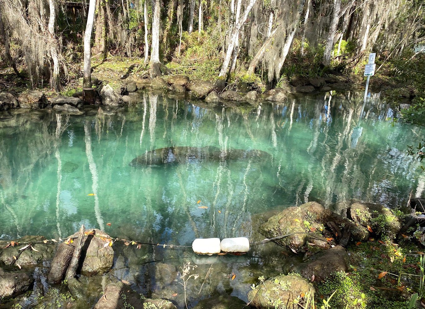 Three Sisters Springs og søkøer: Tur i kajak med gennemsigtig bund