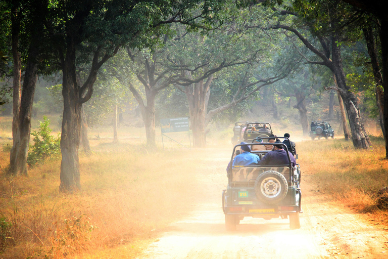 De Jaipur: Viagem de 1 dia ao Parque Nacional Sariska com SafariSafari de manhã cedo