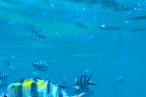 MNEMBA: Delfini, snorkeling e tour del santuario delle tartarughe marine di NungwiTour privato con ingresso, senza servizio di prelievo in hotel