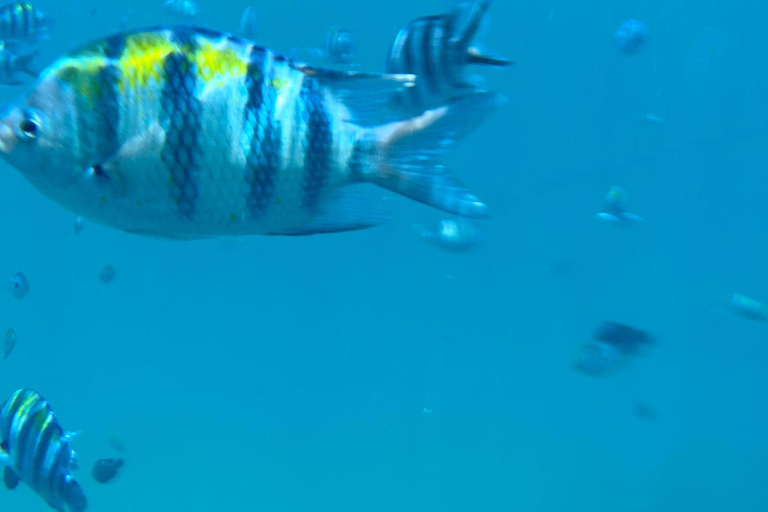 MNEMBA: Delfini, snorkeling e tour del santuario delle tartarughe marine di NungwiTour privato con ingresso, senza servizio di prelievo in hotel