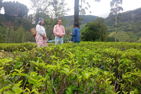 ELLA Lipton Seat Tea Test & Pluck 9Arch, Waterfalls, & Food Lipton's Seat, Little Adam Peak, 9 Arch, Ravana Waterfalls