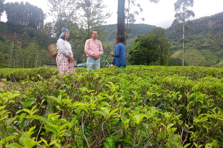 ELLA Lipton Seat Tea Test & Pluck 9Arch, Waterfalls, & Food Lipton's Seat, Little Adam Peak, 9 Arch, Ravana Waterfalls