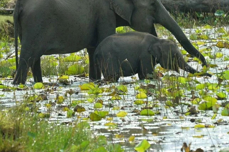 Desde Galle/weligama/Mirissa : safari por Yala y excursión al Parque de las Aves