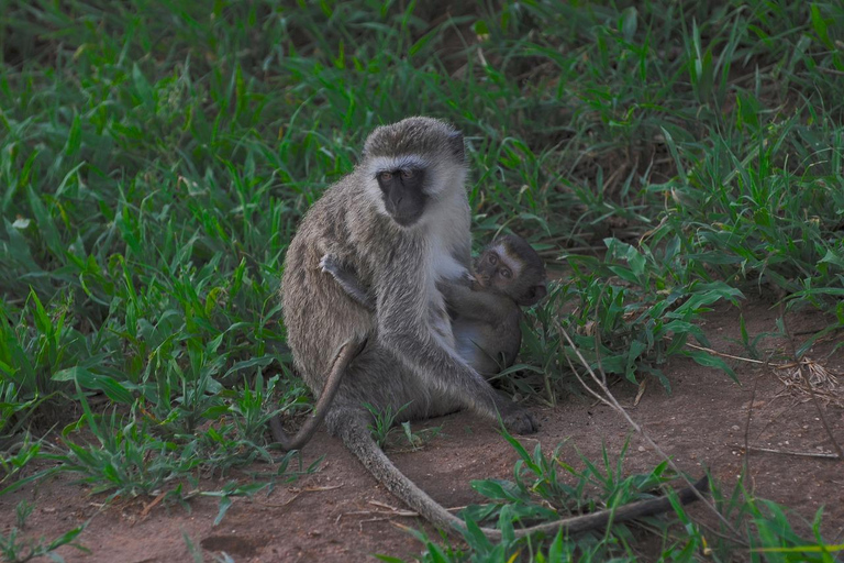 3-days unforgettable memory from Dar-es-Salaam to Mikumi NP