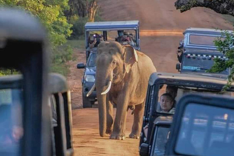 Transfer Ella to Mirissa/Galle/Hikkaduwa in Yala Safari Pick up by Car