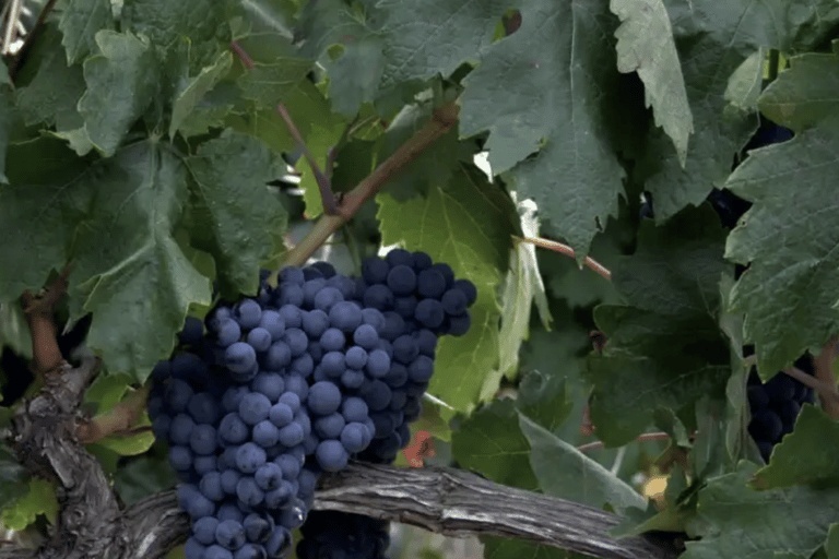 La Rioja: Matarromera Private tour down the hills
