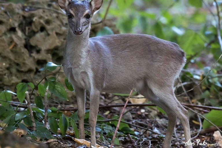 Zanzibar: Explore Jozani Chwaka Bay National Park & Wildlife Private tour with Hotel transfer & All entrance fees covered