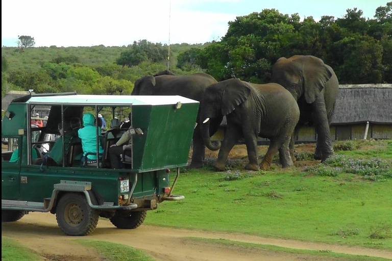Schotia Safari – Big 5 Experience with High Lion Sightings
