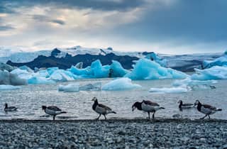 Ab Reykjavik: Gletscher-Lagune und Diamantstrand 冰岛南岸冰河湖中文一日团
