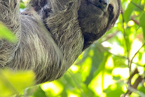 Parque Manuel Antonio: Excursão a pé guiada com um naturalistaTour particular