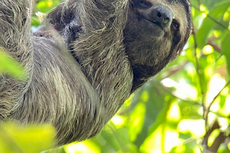 Parque Manuel Antonio: Visita guiada a pie con un naturalistaTour privado