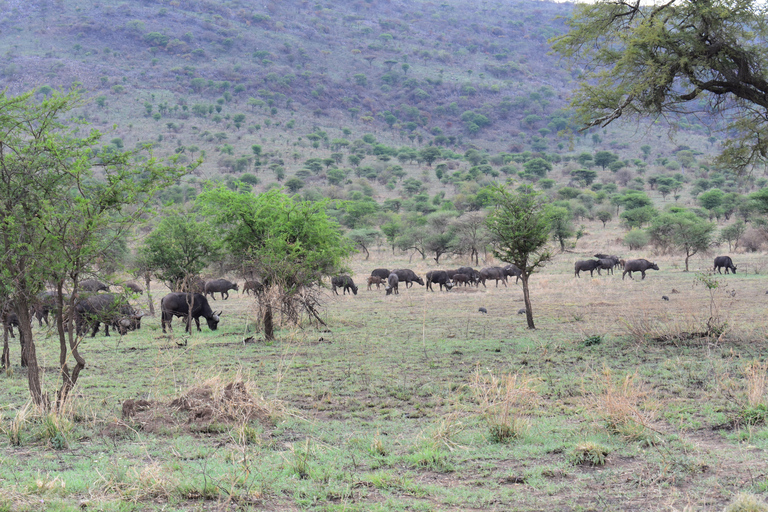 3 Tage Tansania Safari, Kurzurlaub - Die besten Wildtierparks