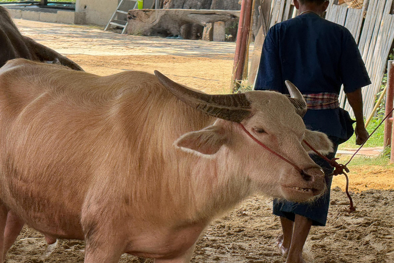 Suphanburi & Kanchanaburi Private Day Trip with Lunch