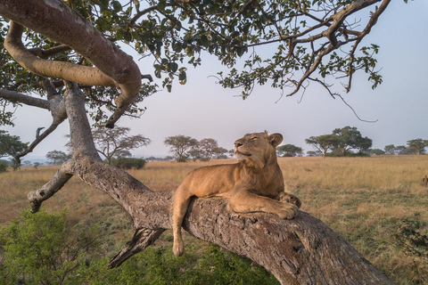Uganda: Queen Elizabeth National Park 3-Day Safari Tour