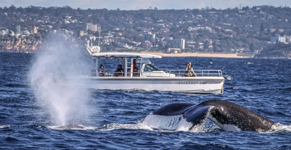 Sydney Harbour: Private Premium Whale Watching Experience