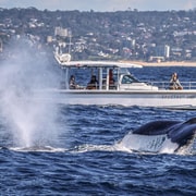 Sydney Harbour: Private Premium Whale Watching Experience