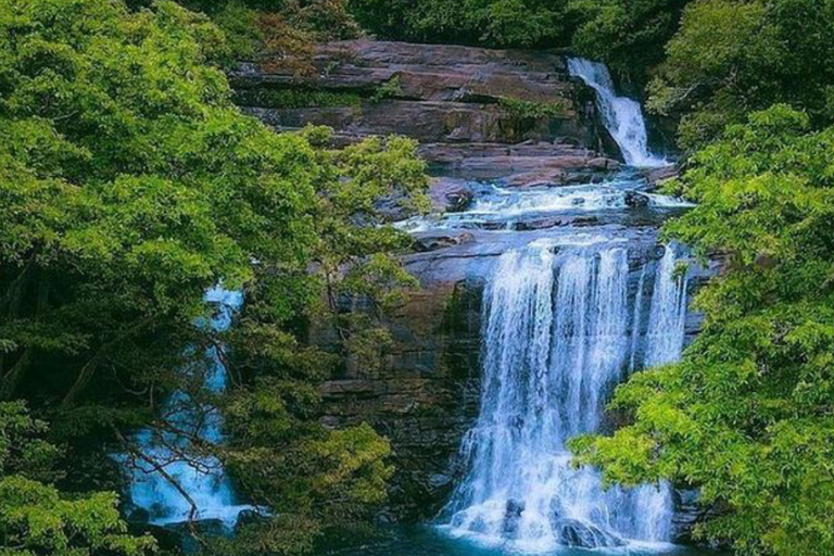 From South Coast: Sinharaja Rainforest Day Trip From Galle: Sinharaja Day Trip