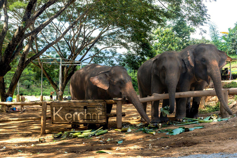 Chiang Mai : Visite d'une jounée du parc écologique des éléphants de Kerchor et trekking