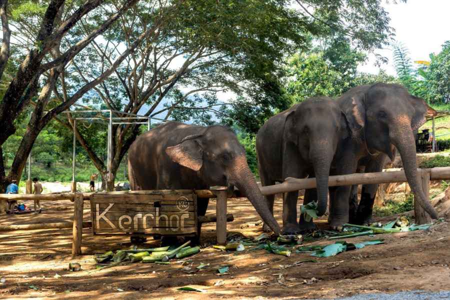 Chiang Mai: Ganztägige Kerchor Elefanten Eco Park Tour & Trek. Foto: GetYourGuide