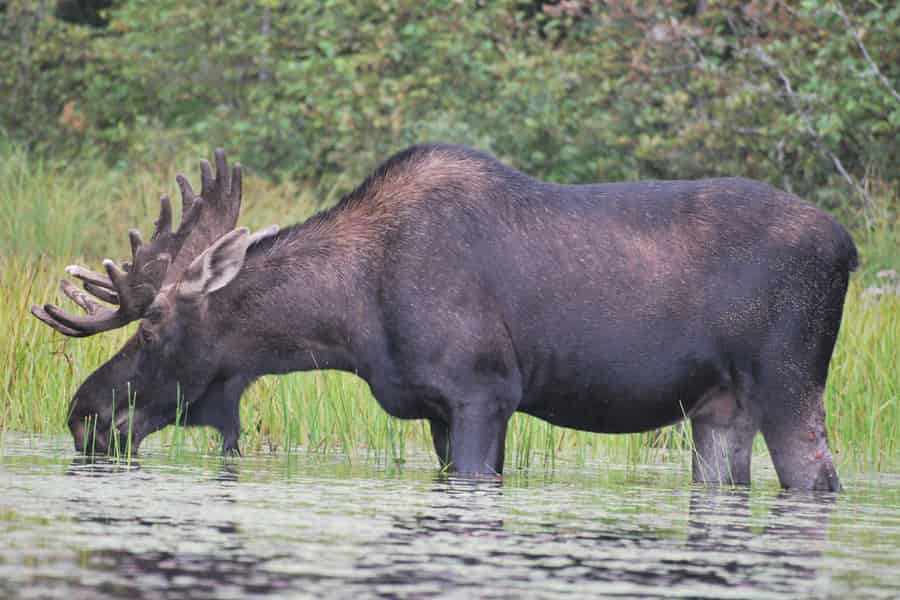 Algonquin Park: 3-Tage-/2-Nächte-Kanufahrt und Camping-Abenteuer. Foto: GetYourGuide Algonquin Park: 3-Tage-/2-Nächte-Kanufahrt und Camping-Abenteuer. Foto: GetYourGuide