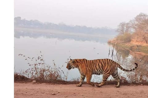 Ranthambore Jungle Safari Trip from Jaipur by Car and Ticket
