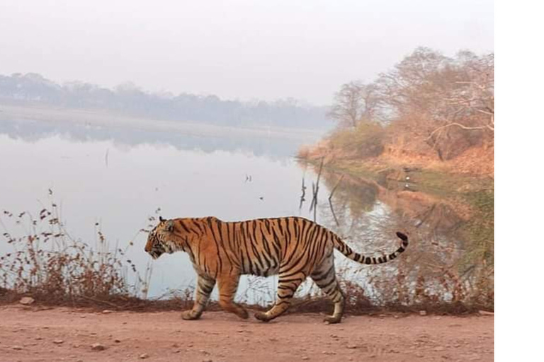 Jednodniowa wycieczka z Jaipur do Ranthambore