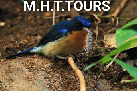 Rain Forest Walk &amp; Bird watching in Kandy (Udawaththa Kale)