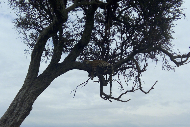 Safari dans le Kenya sauvage Explorez Amboseli, Tsavo Ouest et Tsavo Est 4 joursSafari sauvage au Kenya : découvrez Amboseli, Tsavo Ouest et Tsavo Est en 4 jours