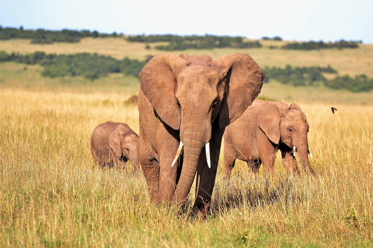 Från Mombasa: Tsavo East National Park Privat dagsutflykt