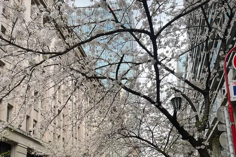 Tokyo Tour with Private Vehicle and English Speaking Guide