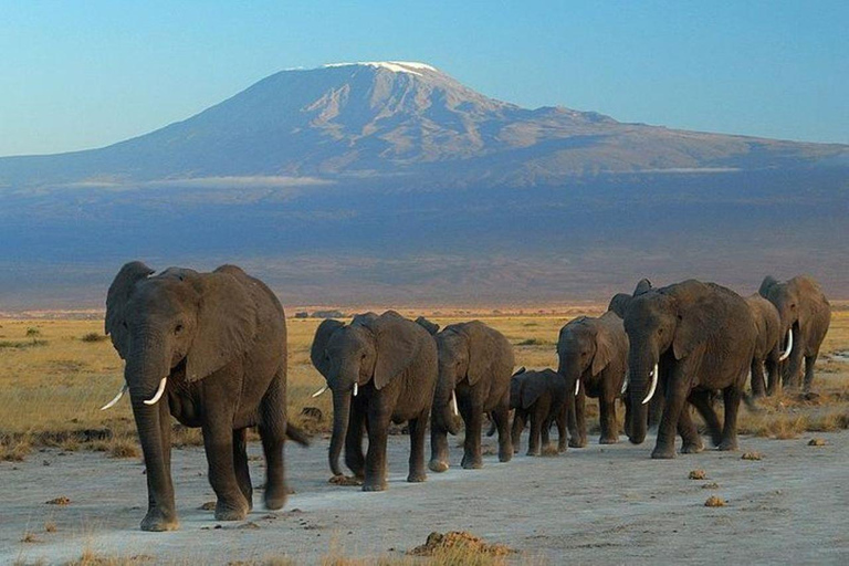 Nairobi : Excursion d&#039;une journée dans le parc national d&#039;Amboseli avec déjeuner