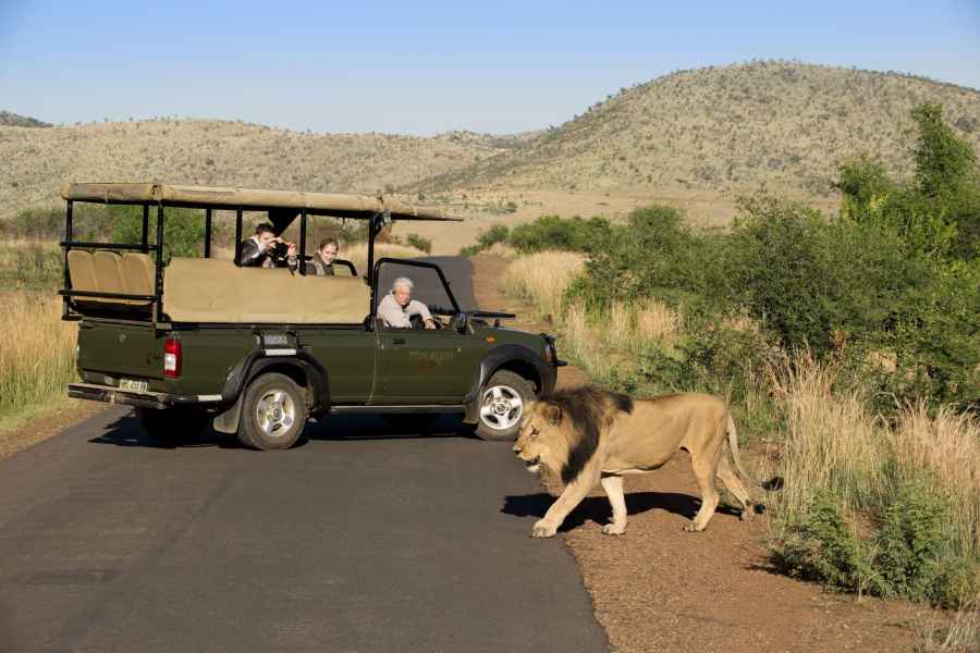 Kruger Park Ganztägige Safari-Fahrt von Hoedspruit