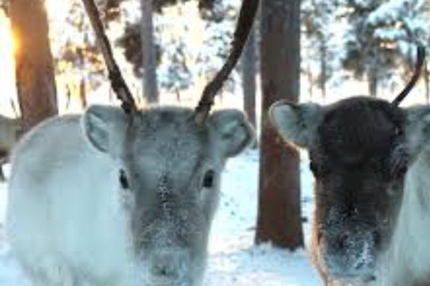 From Abisko: Icehotel Tour & Sámi Reindeer Museum