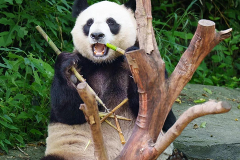Nanjing: Hongshan Forest Zoo and Giant Panda Sanctuary