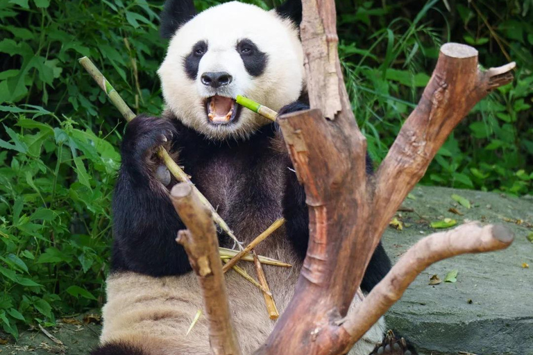 Nanjing: Hongshan Forest Zoo and Giant Panda Sanctuary
