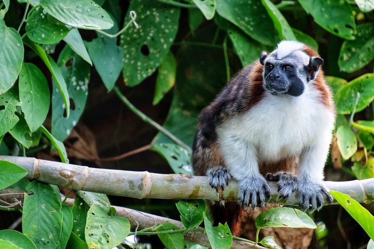 Visita a los indios y descubre la selva tropical