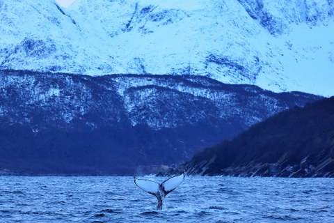 Tromsø: Orca and Whale Watching Heated Boat Trip Tromsø: Orca and Whale Watching comfort heated boat Trip