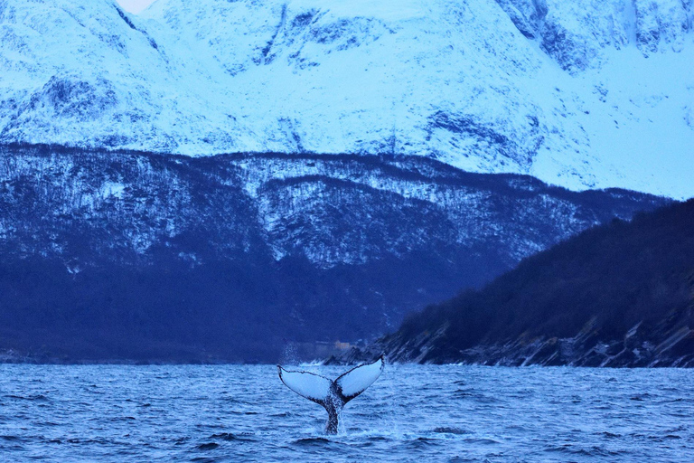 Tromsø: Orca and Whale Watching Heated Boat Trip Tromsø: Orca and Whale Watching comfort heated boat Trip