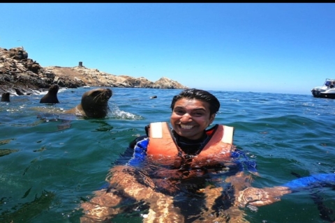 Islas Palomino - Nadar con leones marinos