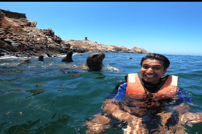 Islas Palomino - Swimming with Sea Lions