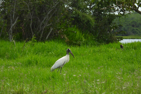 Cartagena: Private tour of bird watching in the Canal del dique